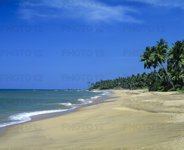 Sandy beach and palm trees