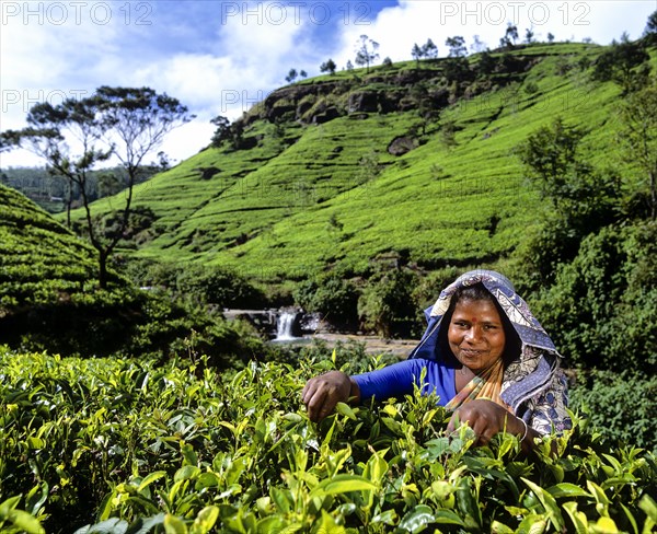 Tea picker working on a tea plantation