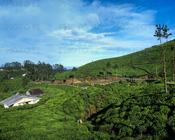 Tea plantation