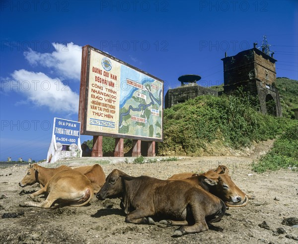 Cows in front of a sign on National Highway 1