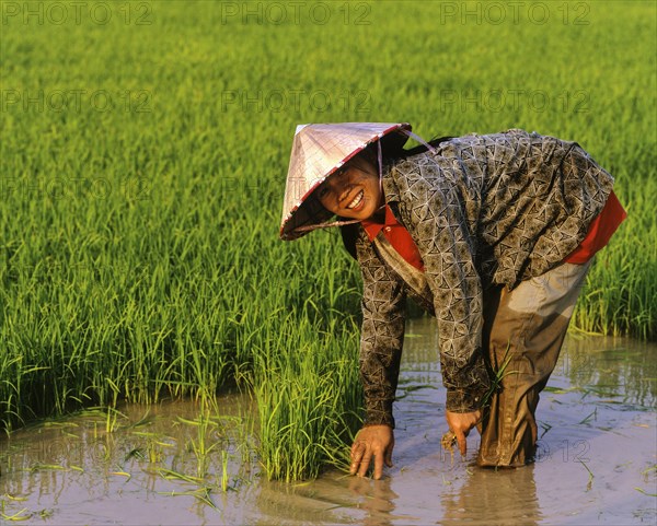 Female worker in a rice paddy