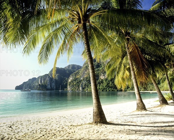 Palm trees on the beach