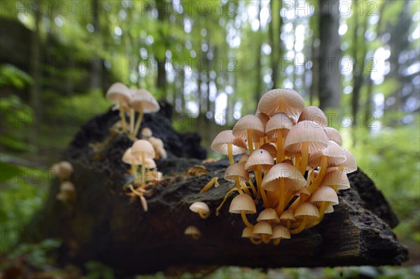 Clustered Bonnet or Oak-stump Bonnet Cap (Mycena inclinata)