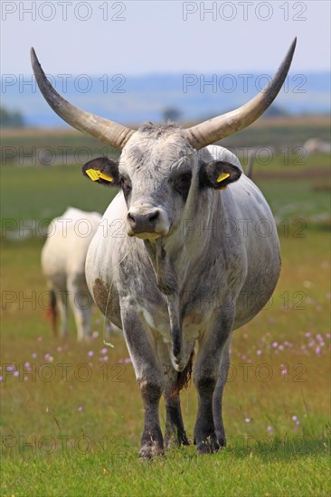 Hungarian Grey Cattle or Hungarian Steppe Cattle (Bos primigenius taurus)