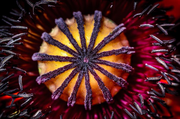 Oriental Poppy (Papaver orientale)