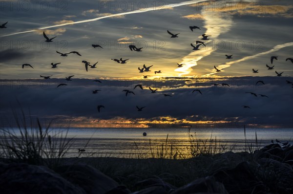 Seagulls against the light of the morning sun above the beach