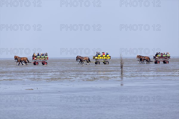 Horse-drawn carriage tour through the mudflats