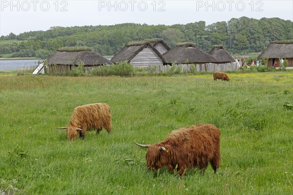 Scottish Highland Cattle grazing on a pasture in front of Viking houses in Hedeby Viking Museum