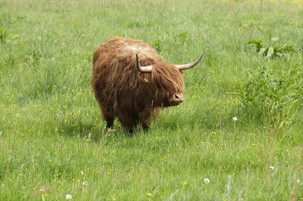 Highland cattle standing in a meadow