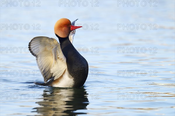 Red-crested Pochard (Netta rufina)