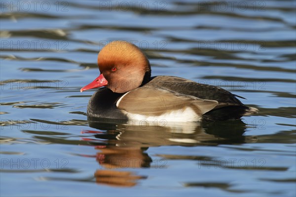 Red-crested Pochard (Netta rufina)