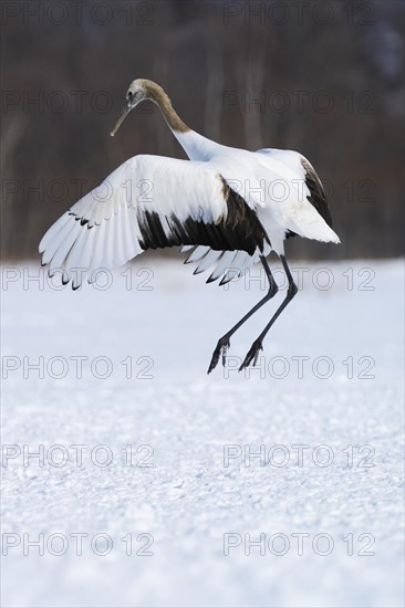 Red-crowned Crane