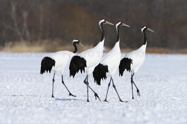 Red-crowned Cranes