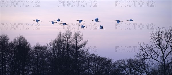 Red-crowned Cranes