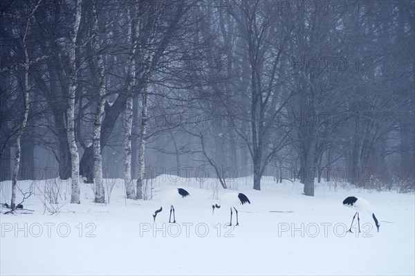 Flock of Red-crowned Cranes