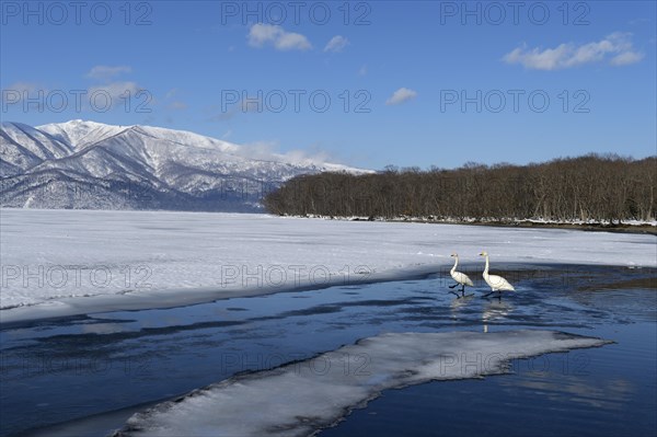 Whooper swans (Cygnus cygnus)