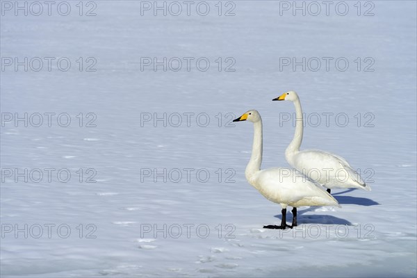 A pair of whooper swans (Cygnus cygnus) standing on a frozen lake