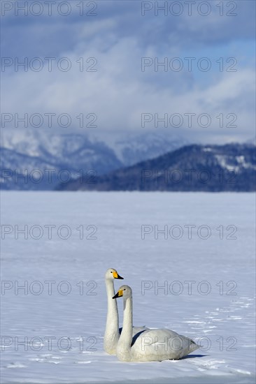 A pair of whooper swans (Cygnus cygnus)