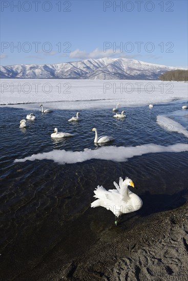 Whooper swans (Cygnus cygnus)