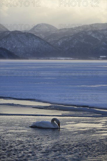 Whooper Swan (Cygnus cygnus) in the evening light