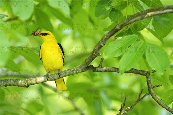 Golden Oriole (Oriolus oriolus)