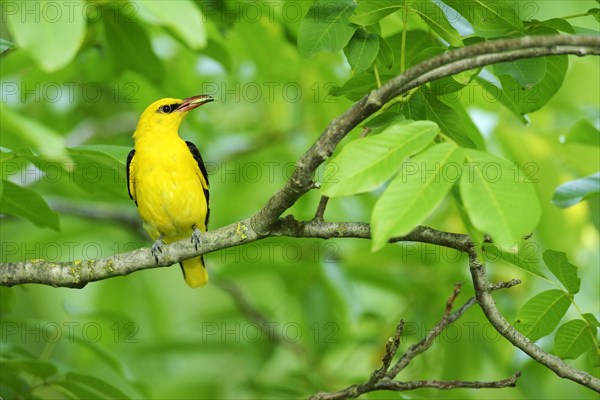 Golden Oriole (Oriolus oriolus)