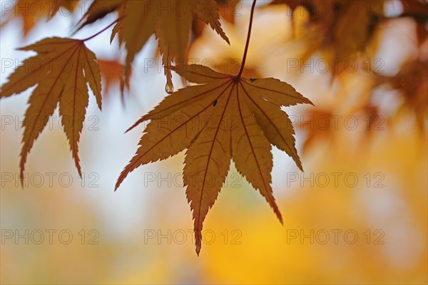 Autumnal coloured leaves