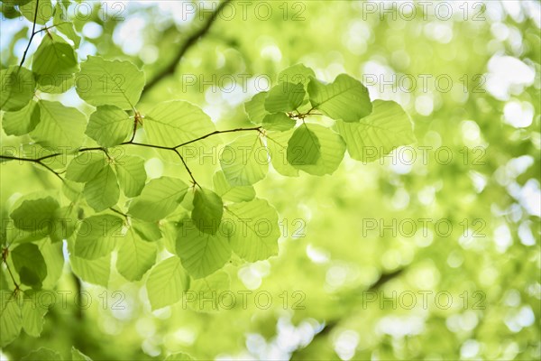 Fresh beech tree leaves (Fagus sp.)