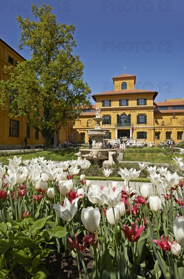 Blooming tulips in the courtyard of Lenbachhaus art gallery