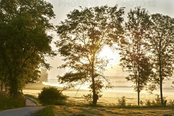 Road and trees in the morning with backlighting