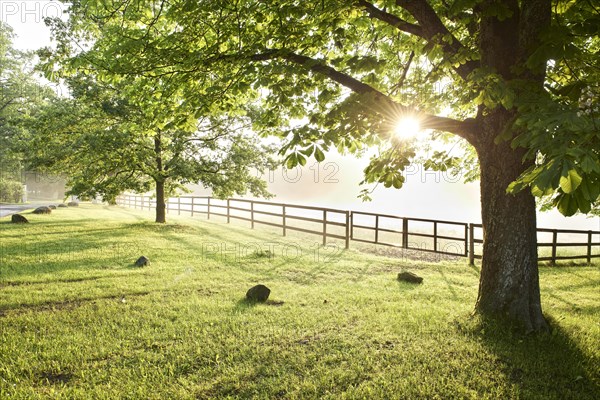 Paddock surrounded by trees in the morning light