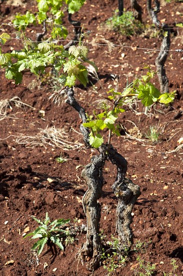 Young vines of the variety Teran in a vineyard with mineral-bearing red clay near Barban