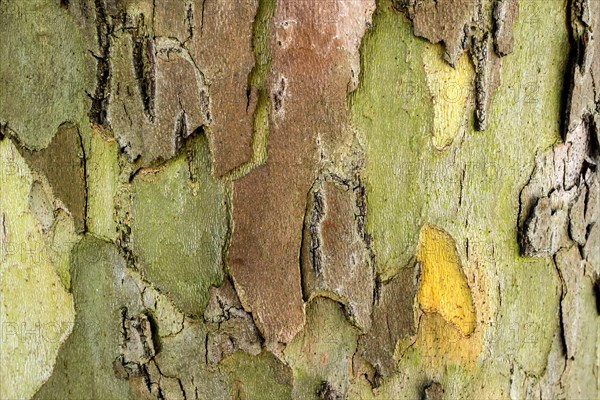 Bark of a London plane