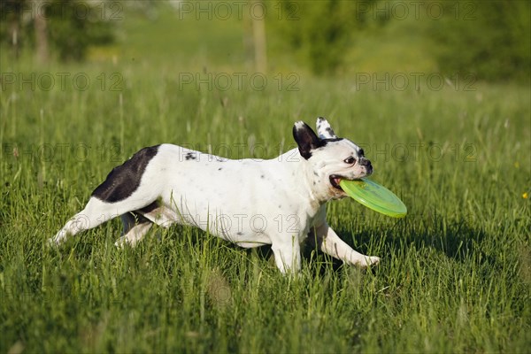 French Bulldog running across a meadow with a frisbee