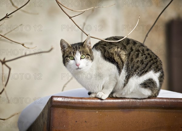 Brown tabby-white-spotted cat sitting on a ceramic trough in the snow