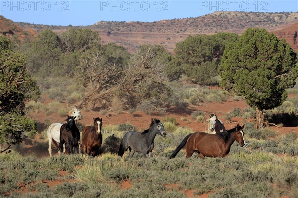 Herd of mustangs