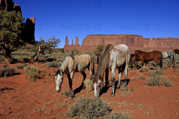 Herd of mustangs