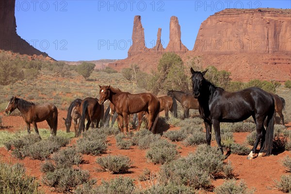 Herd of mustangs