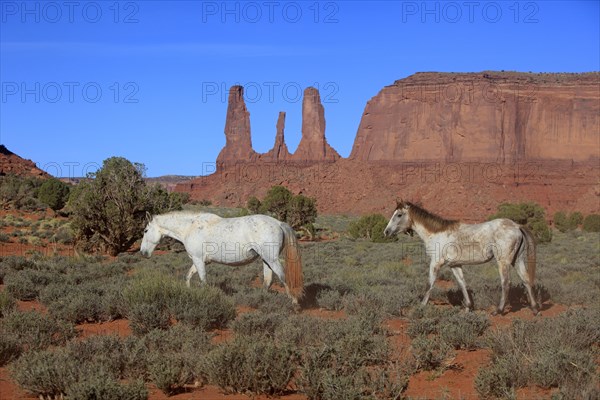 Mustangs