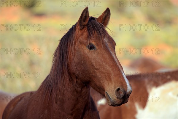 Mustang