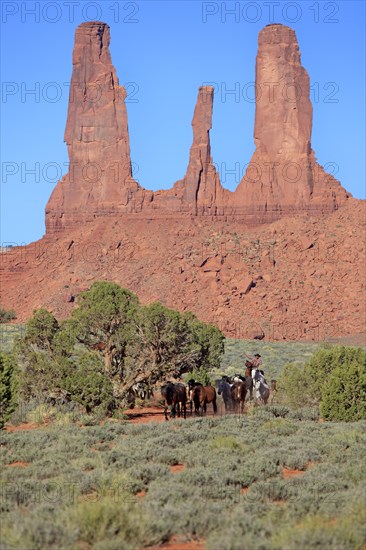 Navajo cowboy with Mustangs