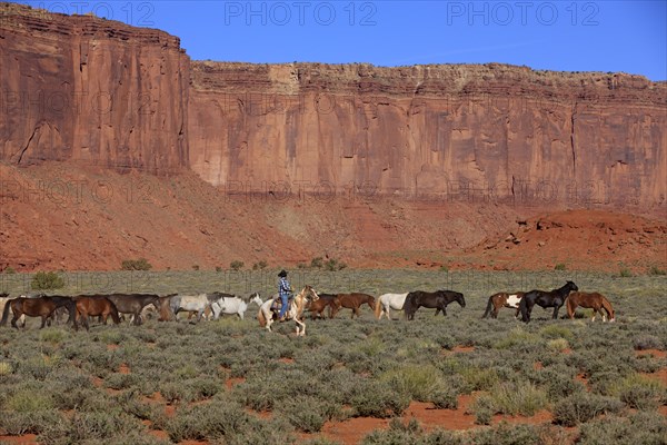 Navajo cowboy with Mustangs