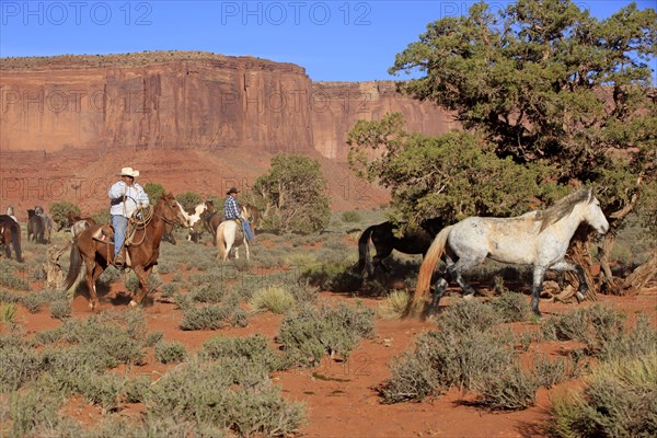 Navajo cowboys with Mustangs