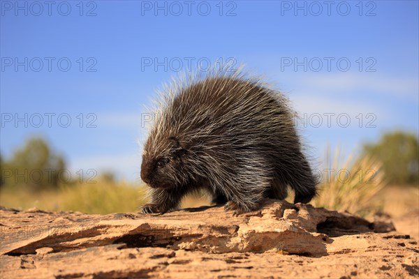 North American Porcupine (Erethizon dorsatum)