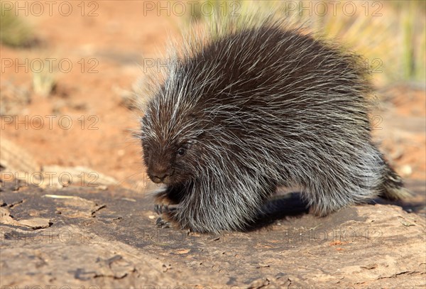 North American Porcupine (Erethizon dorsatum)