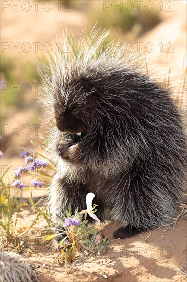 North American Porcupine (Erethizon dorsatum)