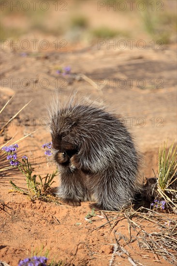 North American Porcupine (Erethizon dorsatum)