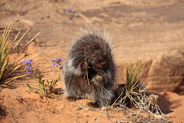 North American Porcupine (Erethizon dorsatum)