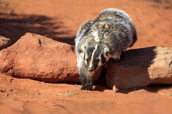 American badger (Taxidea taxus)