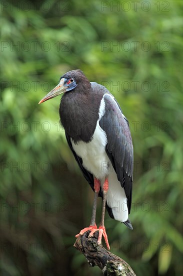 Abdim's Stork or White-bellied Stork (Ciconia abdimii)